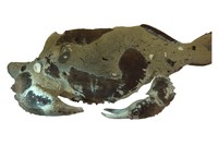 Galene bispinosa